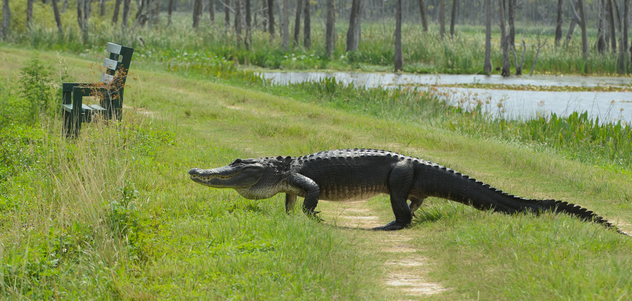 What are the poisonous snakes of Florida?